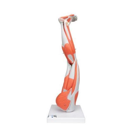 3B SCIENTIFIC Muscular Leg, 9-part - w/ 3B Smart Anatomy 1000351